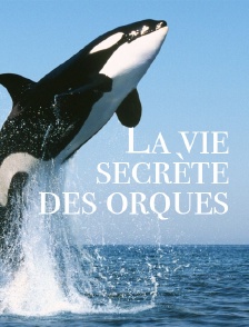La vie secrète des orques