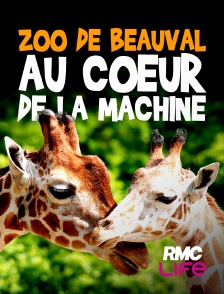 RMC Life - ZooParc de Beauval : au coeur de la machine