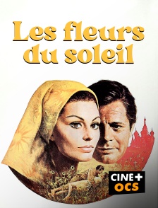 CINÉ Cinéma - Les fleurs du soleil
