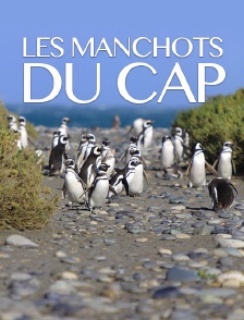Les manchots du Cap