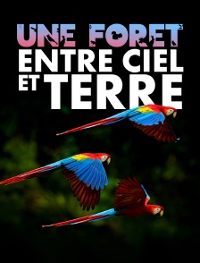 Une forêt entre ciel et terre