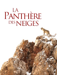 La panthère des neiges