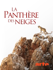 Arte - La panthère des neiges