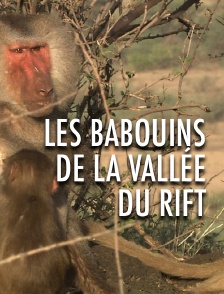 Les babouins de la vallée du Rift