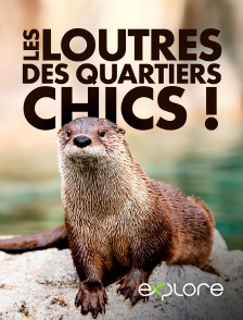 EXPLORE - Les loutres des quartiers chics ! en replay