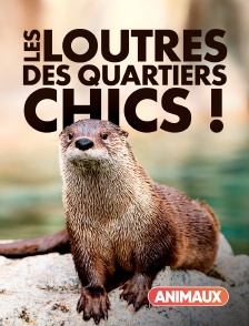 Les loutres des quartiers chics !