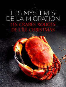 Les mystères de la migration : Les crabes rouges de l'île Christmas