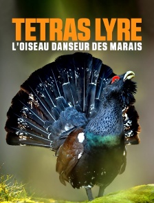 Tétras lyre : L'oiseau danseur des marais