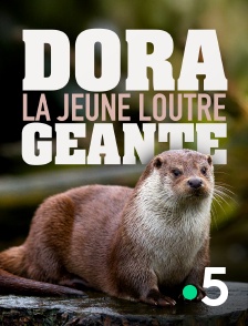 France 5 - Dora, la jeune loutre géante