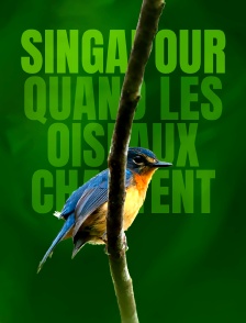 Singapour, quand les oiseaux chantent