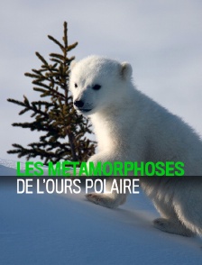 Les métamorphoses de l'ours polaire