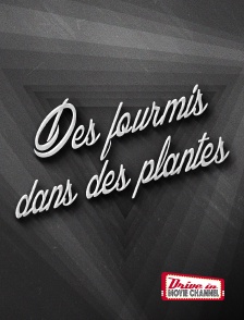 Drive-in Movie Channel - Des fourmis dans des plantes