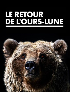 Le retour de l'ours-lune