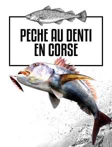 Pêche au denti en Corse
