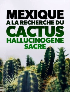 Mexique : à la recherche du cactus hallucinogène sacré