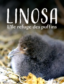 Linosa, l'île refuge des puffins