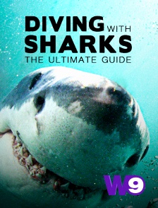 Diving with sharks : the ultimate guide