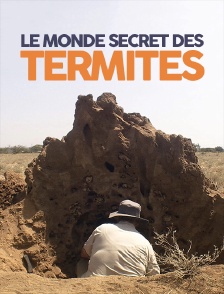 Le monde secret des termites