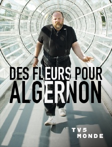 TV5MONDE - Des fleurs pour Algernon