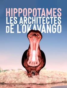 Hippopotames, les architectes de l'Okavango