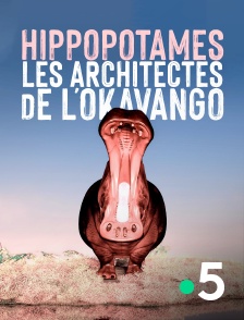 Hippopotames, les architectes de l'Okavango