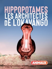 Hippopotames, les architectes de l'Okavango