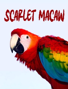 Scarlet Macaw