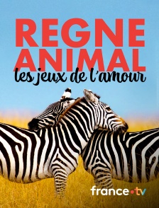 France.tv - Règne animal, les jeux de l'amour