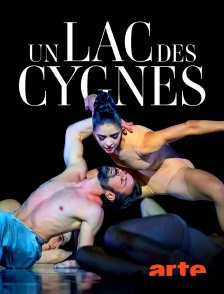 Arte - Un lac des cygnes