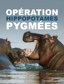 Opération hippopotames pygmées