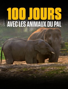 100 jours avec les animaux du Pal