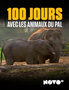 Novo 19 - 100 jours avec les animaux du Pal