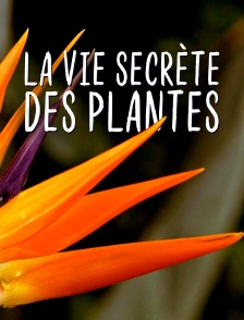 La vie secrète des plantes