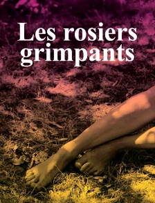 Les rosiers grimpants