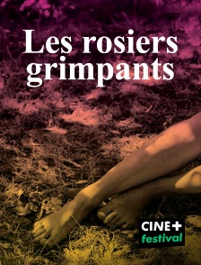 CINE+ Festival - Les rosiers grimpants