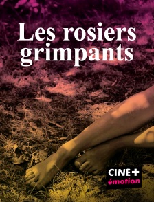 CINE+ Emotion - Les rosiers grimpants