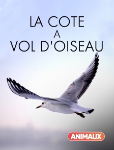 Animaux - La côte à vol d'oiseau