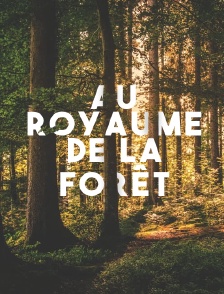 Au royaume de la forêt