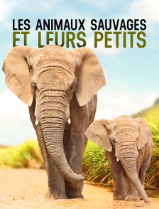 Les animaux sauvages et leurs petits