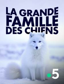 France 5 - La grande famille des chiens