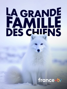 france.tv - La grande famille des chiens
