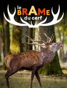 Le brame du cerf