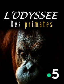 France 5 - L'odyssée des primates