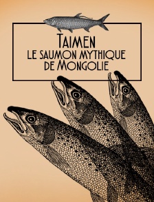 Taïmen, le saumon mythique de Mongolie