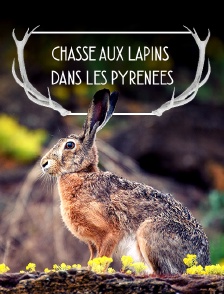 Chasse aux lapins dans les Pyrénées