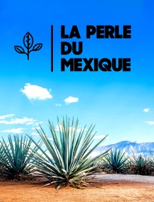 Basse Californie : la perle du Mexique