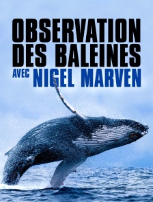 Observation des baleines avec Nigel Marven