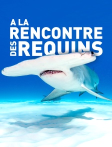 A la rencontre des requins