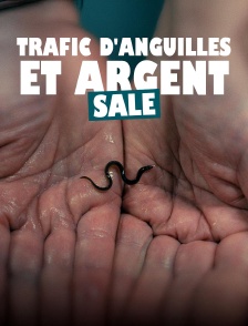 Trafic d'anguilles et argent sale