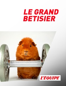 Le grand bêtisier du sport